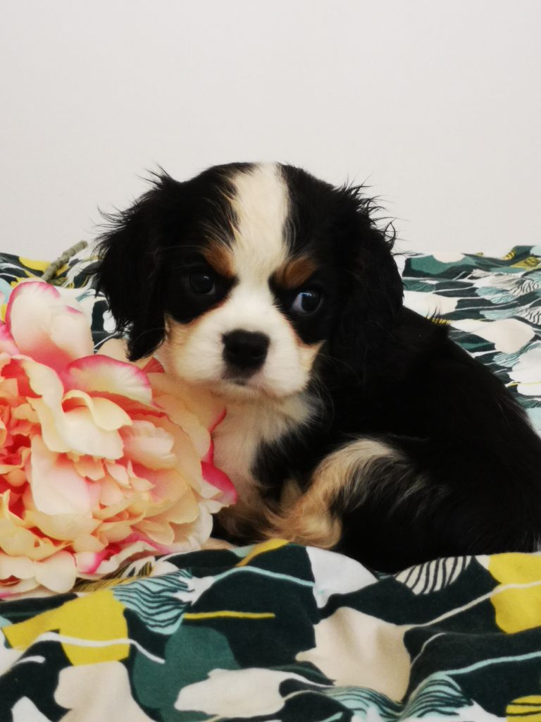 history dream's - Chiot disponible  - Cavalier King Charles Spaniel