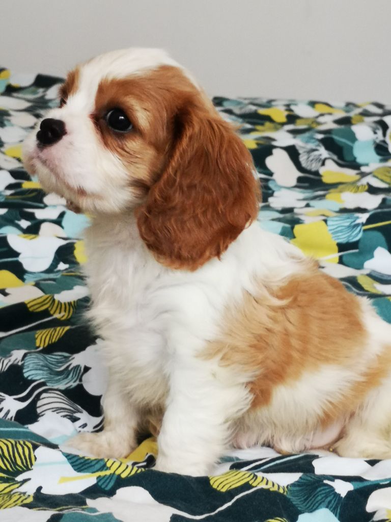 history dream's - Chiot disponible  - Cavalier King Charles Spaniel