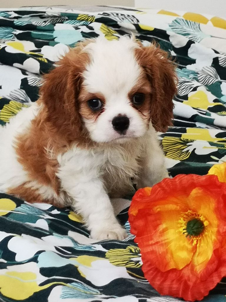 history dream's - Chiots disponibles - Cavalier King Charles Spaniel