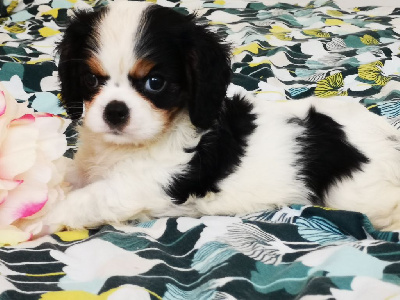 CHIOT 6