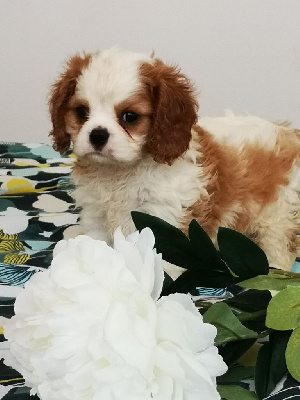 CHIOT 2