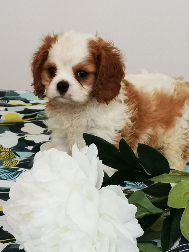 history dream's - Chiots disponibles - Cavalier King Charles Spaniel